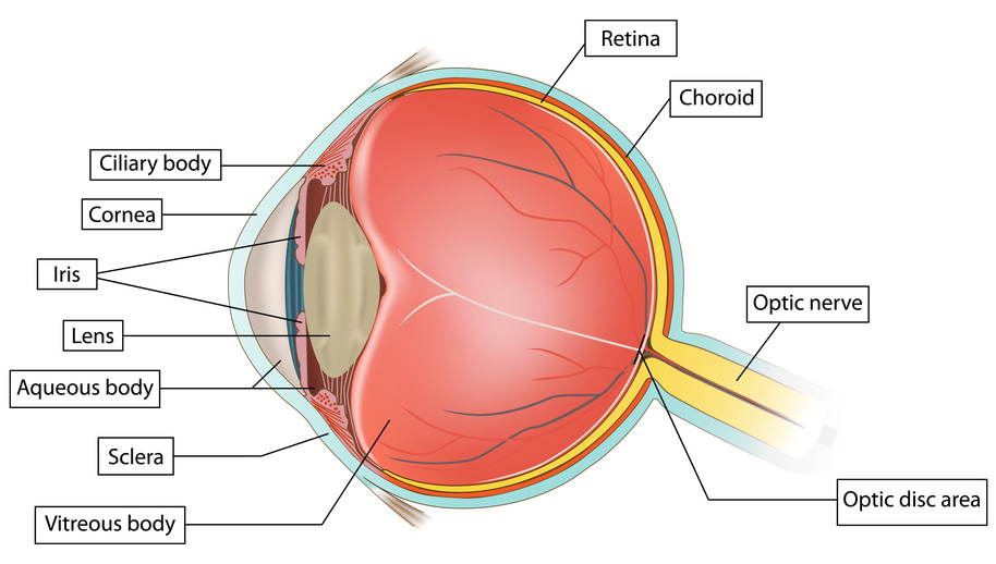 What are Retinal Tears or Detachments and What Should I Do? - Natural