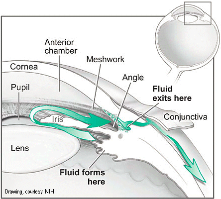 eye care professionals