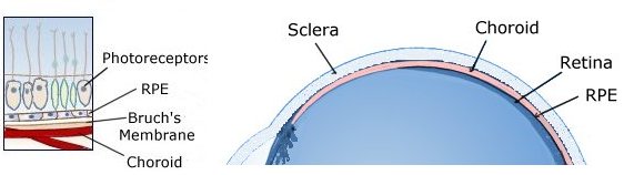 retina-x-section