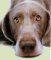 Dog health