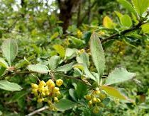 Barberry Bark