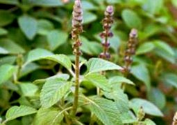 coleus jorskohlii