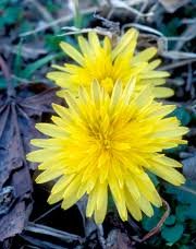 Dandelion root