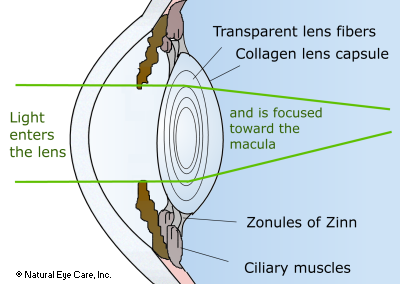 Cataract & eye lens