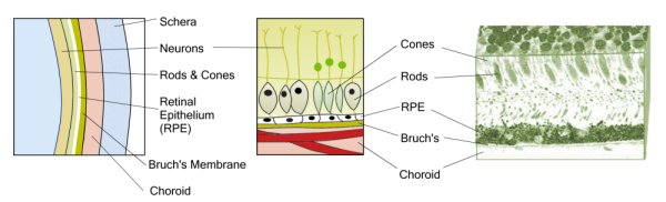 Retina