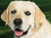 Cataracts in dogs and cats | Natural Pet Cataract Treatment