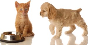 Puppy & Kitten Puppy & Kitten